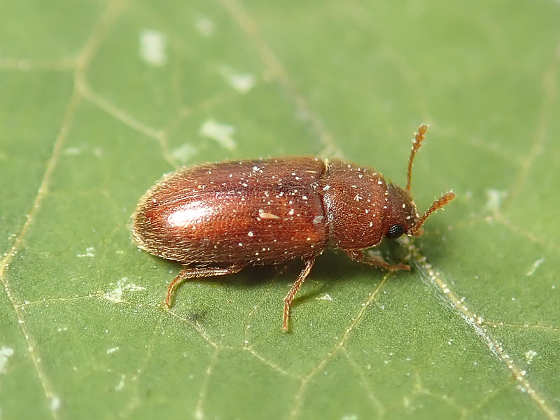 da identificare: Byturidae? No, Typhaea stercorea (Mycetophagidae)